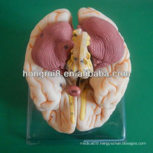 ISO Deluxe Brain Anatomical model,educational model